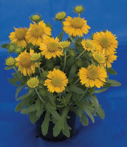 Foto de variedad de flores para ser usadas como: Maceta y planta de temporada Gaillardia Gallo Yellow