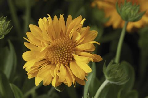 Foto de variedad de flores para ser usadas como: Maceta Gaillardia Sunburst T Yellow