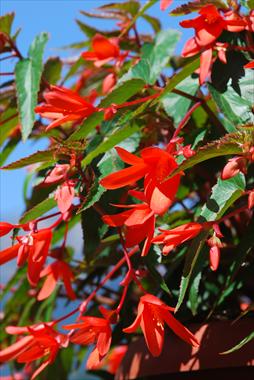 Foto de variedad de flores para ser usadas como: Patio, planta de temporada Begonia Summerwings Orange