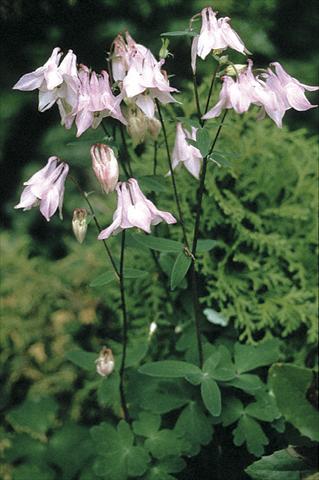 Foto de variedad de flores para ser usadas como: Planta de temporada / borde del macizo Aquilegia vulgaris Heidi