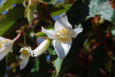 Foto de variedad de flores para ser usadas como: Patio, planta de temporada Begonia Summerwings White