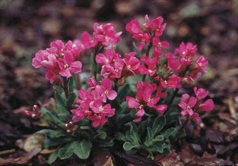 Foto de variedad de flores para ser usadas como: Planta de temporada / borde del macizo Arabis blepharophylla Rote Sensation (Red Sensation)