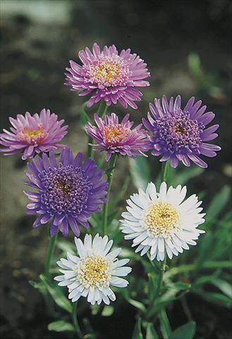 Foto de variedad de flores para ser usadas como: Planta de temporada / borde del macizo Aster alpinus Märchenland (Fairyland)