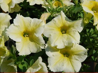 Foto de variedad de flores para ser usadas como: Maceta, patio, Tarrina de colgar Petunia pendula Niagara Astral