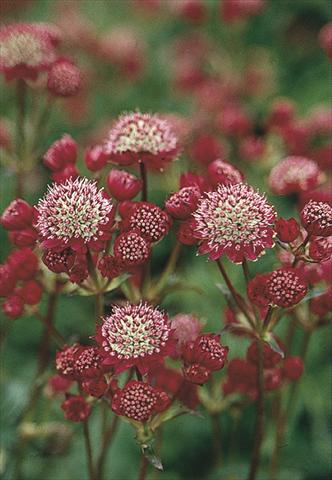 Foto de variedad de flores para ser usadas como: Planta de temporada / borde del macizo Astrantia Major-Hybr. Ruby Cloud