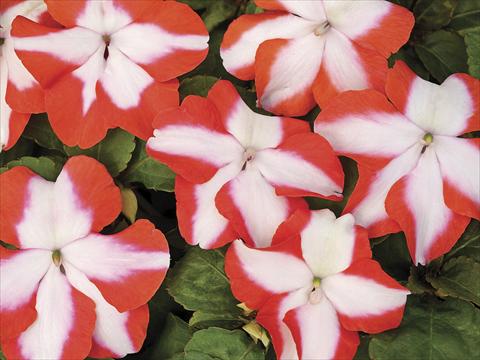 Foto de variedad de flores para ser usadas como: Maceta o Tarrina de colgar Impatiens walleriana Accent Orange Star Imp