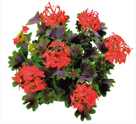 Foto de variedad de flores para ser usadas como: Planta de temporada, patio, Tarrina de colgar Pelargonium zonale Chocolate