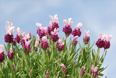 Foto de variedad de flores para ser usadas como: Maceta y planta de temporada Lavandula Avignon