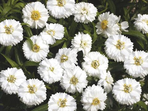 Foto de variedad de flores para ser usadas como: Maceta, planta de temporada, patio Achillea Pelfi© Gipsy© White