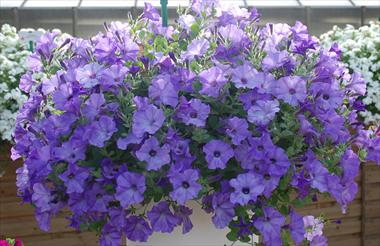 Foto de variedad de flores para ser usadas como: Maceta, patio, Tarrina de colgar Petunia pendula Conchita Azur