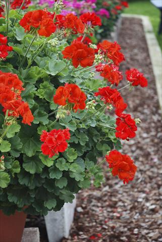 Foto de variedad de flores para ser usadas como: Planta de temporada, patio, Tarrina de colgar Pelargonium zonale Alpin Red