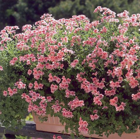Foto de variedad de flores para ser usadas como: Patio, Tarrina de colgar Pelargonium crispum Angeleyes Orange