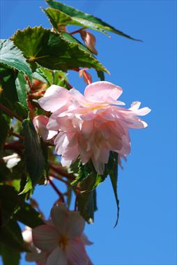 Foto de variedad de flores para ser usadas como: Patio, Tarrina de colgar Begonia Belleconia™ Apricot Blush
