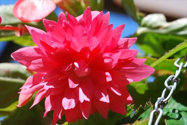 Foto de variedad de flores para ser usadas como: Patio, Tarrina de colgar Begonia Belleconia™ Rose