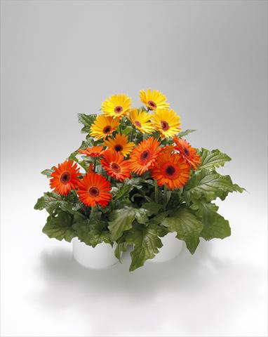Foto de variedad de flores para ser usadas como: Tarrina de colgar / Maceta Gerbera jamesonii Royal Golden Orange-Scarlet Shades 102