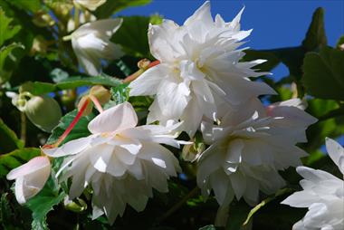 Foto de variedad de flores para ser usadas como: Patio, Tarrina de colgar Begonia Belleconia™ White
