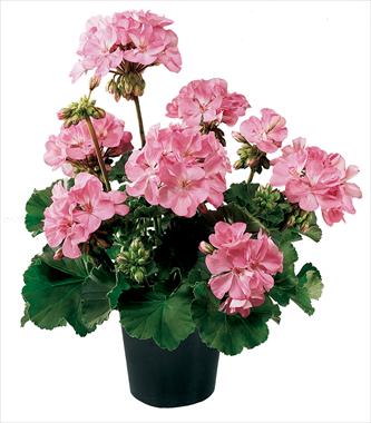 Foto de variedad de flores para ser usadas como: Maceta o Tarrina de colgar Pelargonium zonale Belmonte Hot Pink