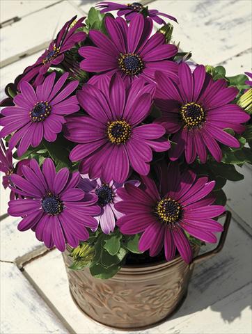 Foto de variedad de flores para ser usadas como: Maceta o cesta de trasplante Osteospermum Asti Purple Pot