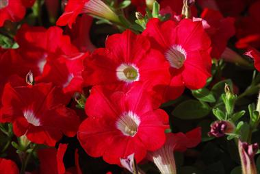 Foto de variedad de flores para ser usadas como: Maceta, patio, Tarrina de colgar Petunia pendula Conchita Grenadine