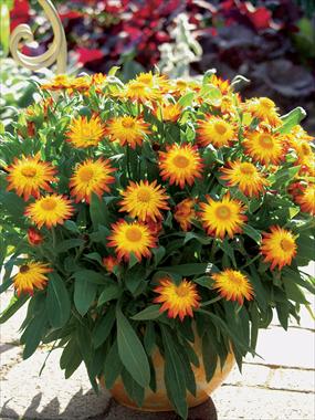 Foto de variedad de flores para ser usadas como: Maceta y planta de temporada Helichrysum (Bracteantha) Dazette Flame