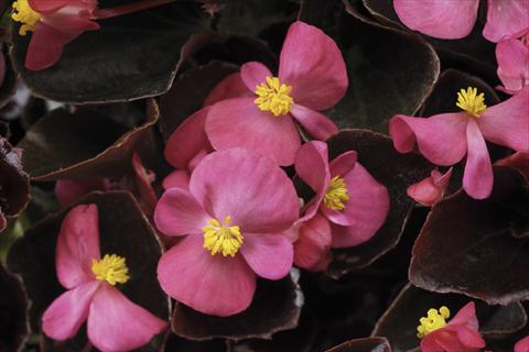 Foto de variedad de flores para ser usadas como: Maceta y planta de temporada Begonia semperflorens Ascot F1 Bronze Deep Rose