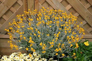 Foto de variedad de flores para ser usadas como: Planta de temporada, patio, Tarrina de colgar Chrysocephalum Desert Flame