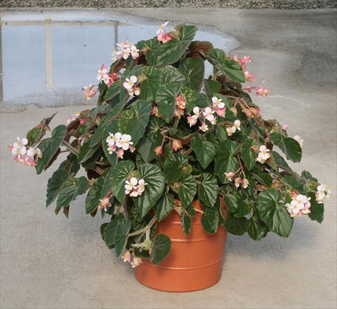 Foto de variedad de flores para ser usadas como: Maceta, planta de temporada, patio Begonia hybrida Ikon