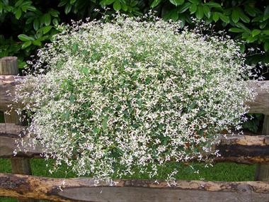 Foto de variedad de flores para ser usadas como: Maceta, patio, Tarrina de colgar Poinsettia - Euphorbia pulcherrima Diamond Frost