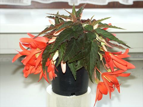 Foto de variedad de flores para ser usadas como: Planta de temporada / borde del macizo Begonia boliviensis Salmon Sparkler