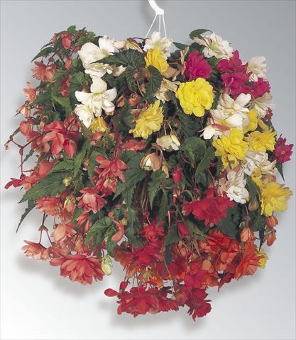 Foto de variedad de flores para ser usadas como: Tarrina de colgar / Maceta Begonia tuberosa Illumination