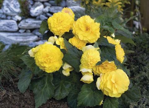 Foto de variedad de flores para ser usadas como: Maceta, planta de temporada, patio Begonia tuberosa Go Early F1 Yellow