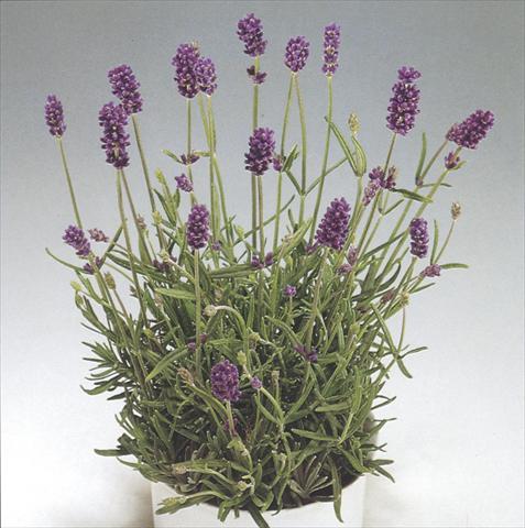 Foto de variedad de flores para ser usadas como: Maceta y planta de temporada Lavandula Blue River