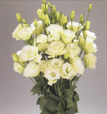 Foto de variedad de flores para ser usadas como: Flor cortada Lisianthus (Eustoma rusellianum) Advantage Green
