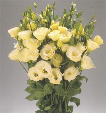 Foto de variedad de flores para ser usadas como: Flor cortada Lisianthus (Eustoma rusellianum) Advantage Yellow