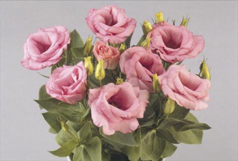 Foto de variedad de flores para ser usadas como: Maceta y planta de temporada Lisianthus (Eustoma rusellianum) Rosie Pink