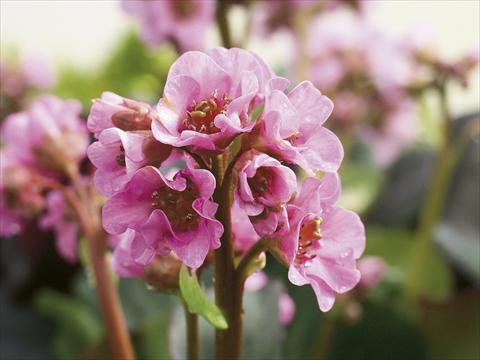 Foto de variedad de flores para ser usadas como: Maceta o Tarrina de colgar Bergenia cordifolia Rosenkristall