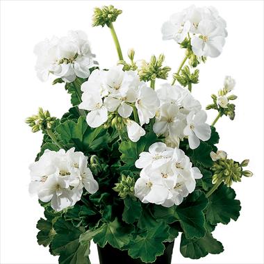 Foto de variedad de flores para ser usadas como: Maceta o Tarrina de colgar Pelargonium zonale Gen® Astra