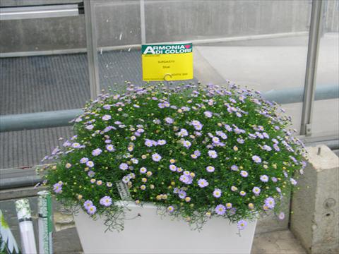 Foto de variedad de flores para ser usadas como: Maceta, patio, Tarrina de colgar Brachyscome Surdaisy® Blue