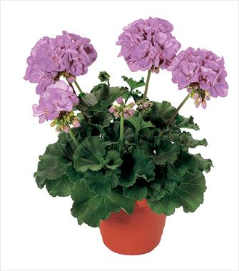 Foto de variedad de flores para ser usadas como: Maceta o Tarrina de colgar Pelargonium zonale Belmonte Blue