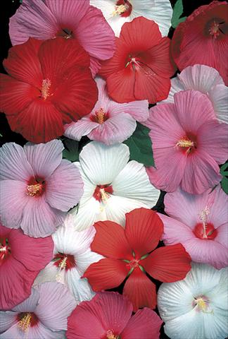 Foto de variedad de flores para ser usadas como: Planta de temporada / borde del macizo Hibiscus moscheutos Galaxy