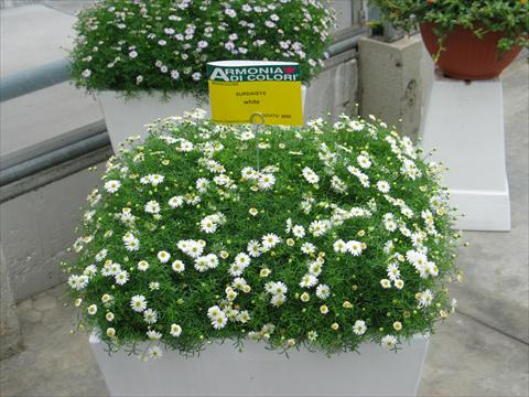 Foto de variedad de flores para ser usadas como: Maceta, patio, Tarrina de colgar Brachyscome Surdaisy® White