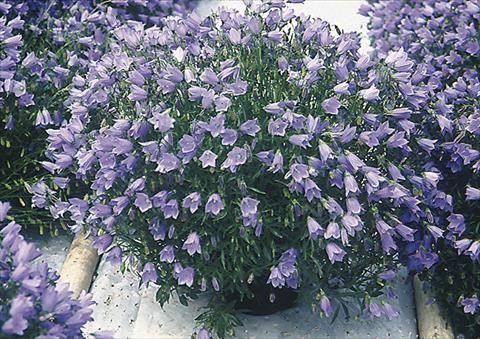 Foto de variedad de flores para ser usadas como: Planta de temporada / borde del macizo Campanula cochleariifolia Bavaria Blue