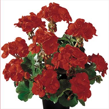 Foto de variedad de flores para ser usadas como: Maceta o Tarrina de colgar Pelargonium zonale Gen® Belmonte Red