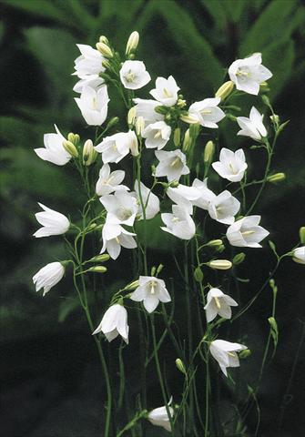 Foto de variedad de flores para ser usadas como: Planta de temporada / borde del macizo Campanula rotundifolia White Gem