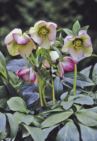 Foto de variedad de flores para ser usadas como: Planta de temporada / borde del macizo Helleborus Orientalis-Hybr. Picotee Lady