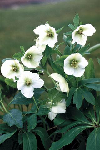 Foto de variedad de flores para ser usadas como: Planta de temporada / borde del macizo Helleborus Orientalis-Hybr. White Lady