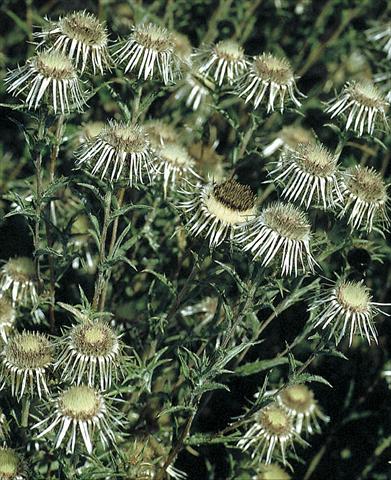 Foto de variedad de flores para ser usadas como: Planta de temporada / borde del macizo Carlina vulgaris Silver Star