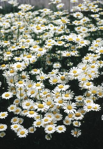 Foto de variedad de flores para ser usadas como: Planta de temporada / borde del macizo Chrysanthemum leucanthemum Filigran