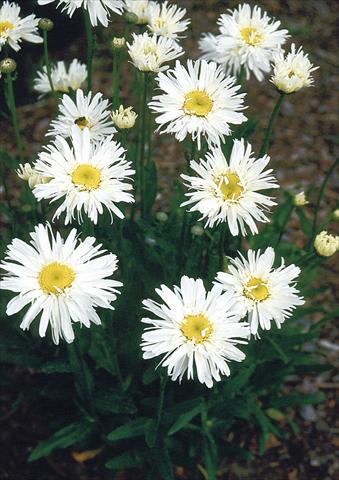 Foto de variedad de flores para ser usadas como: Maceta, planta de temporada, patio Chrysanthemum maximum Snowdrift