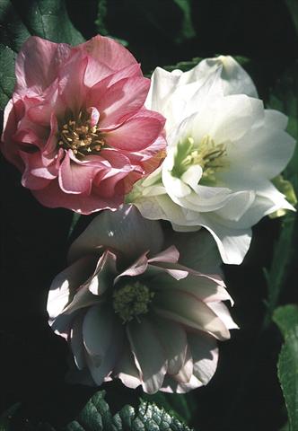 Foto de variedad de flores para ser usadas como: Planta de temporada / borde del macizo Helleborus Orientalis-Hybr. Double Vision
